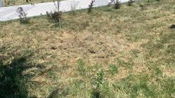 В парке «Адинай» не убирают скошенную траву, она гниет. Фото горожанина
