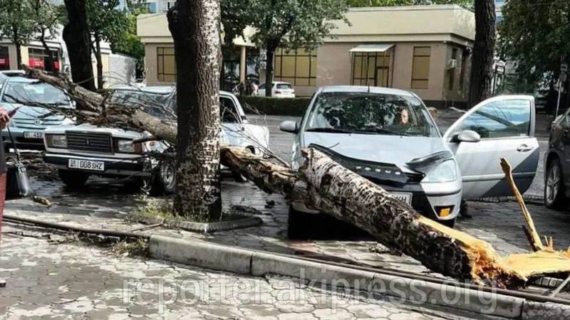 На проспекте Чуй дерево упало на две машины. Фото