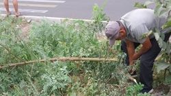 «Бишкекзеленхоз» убрал дерево, которое мешало видимости на Тулебердиева. Фото