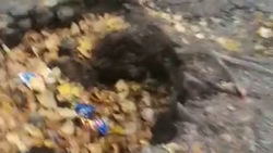 «Ямы, пни и корни». Бишкекчанка жалуется на состояние тротуара возле школы №6. Видео