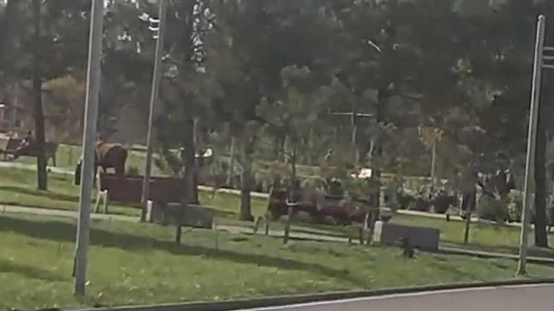 В парке «Ынтымак» пасутся лошади. Видео