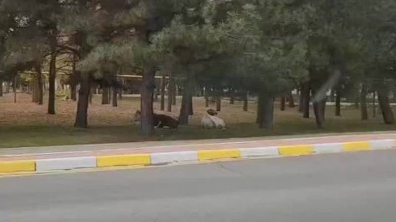 В парке возле Госрезиденции пасутся коровы. видео
