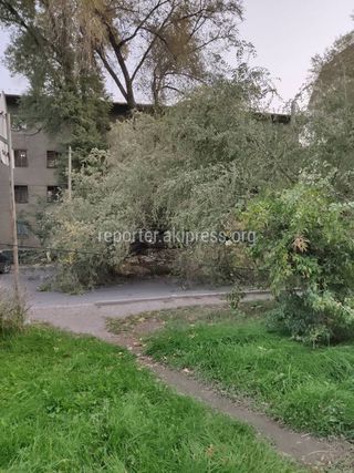 Упавшее дерево на улице Московской близ сквера Тоголока Молдо