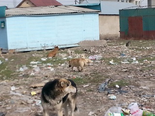 Также читатели жалуются на мусор и бродячих собак на улицах Ахунбаева, Баха и Лущихина