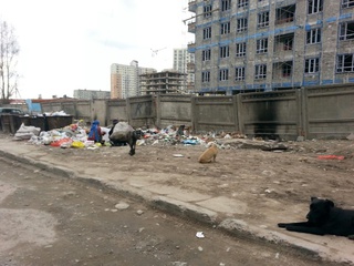 По ул.Ахунбаева участки завалены мусором, а также имеются бродячие собаки, - читатель <b><i> (фото) </i></b>