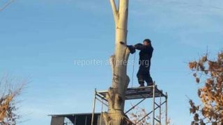 «Бишкекзеленхоз» не давал разрешение на спил деревьев на ул.Анкара, - мэрия