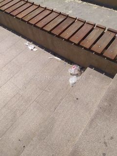 В амфитеатре в парке «Ынтымак-2» убрали мусор, который остался после праздничных концертов. Фото