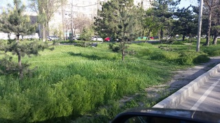 Газон в разделительной зоне по ул. Алма-Атинской не подстрижен, - читатель <b><i>(фото)</i></b>