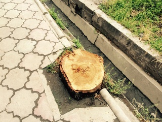 Законно ли вырублены деревья на Боконбаева — Советская, - читатель <b><i>(фото)</i></b>