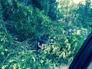 На ул. Орозбекова крупные ветви дерева обвалились и прикрыли машину <b><i>(фото)</i></b>