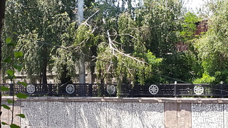 На проспекте Мира ближе к Льва Толстого над проезжей частью свисает сломанное дерево, - читатель <b><i>(фото)</i></b>