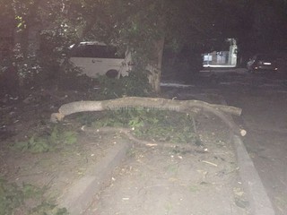 Во дворе дома на ул.К.Акиева незаконно вырубили деревья,- житель <b><i>(фото)</i></b>