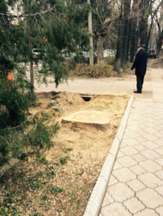 В Бишкеке вырублены вековые деревья около посольства Германии, - читатель <b><i>(фото)</i></b>