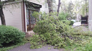 На тротуар на пересечении улиц Чуйкова-Тыныстанова упала большая ветка дерева <i>(фото, видео)</i>