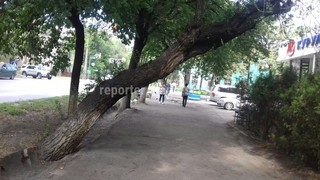 Накренившееся дерево на тротуар улицы Московской будет спилено 15 июля согласно акту на снос, - «Зеленстрой»
