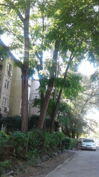 «Зеленстрой» Бишкека обследует дерево у подъезда дома №4 в 7 мкр