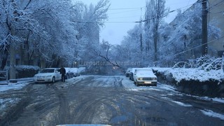 В Бишкеке на ул.Тыныстанова упало дерево и перекрыло дорогу <i>(фото)</i>