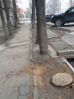 На пересечении улиц Панфилова и Боконбаева идет вырубка деревьев, - читатель (фото)