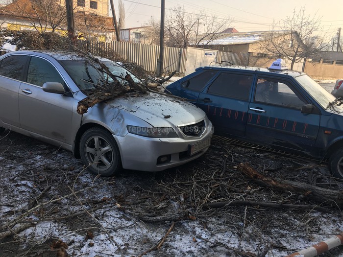 Поцарапала машину ветками