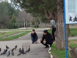 В парке Победы парни ловят голубей, прикармливая хлебом