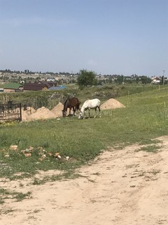 В селе Орто-Сай на кладбище пасутся лошади (фото)
