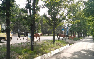 Читатель интересуется, кому принадлежат лошади, гуляющие по проспекту Чуй