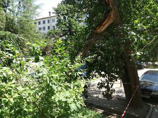 В Бишкеке на ул.К.Акиева возле дома №72 сломалось дерево (фото)