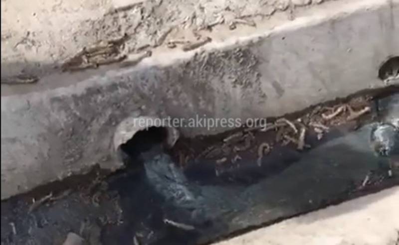 В Бишкеке на улице Шопокова сливают нечистоты в арык, - очевидец (видео)