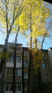 Житель дома №4 просит обрезать накренившееся ореховое дерево в 10 мкр Бишкека (фото)