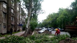 На ул.Калыка Акиева во время обрезки деревьев повредили кору тополей (фото)