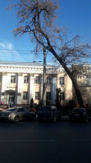 Читатель вновь просит спилить аварийное дерево на ул.Московской в Бишкеке (фото)