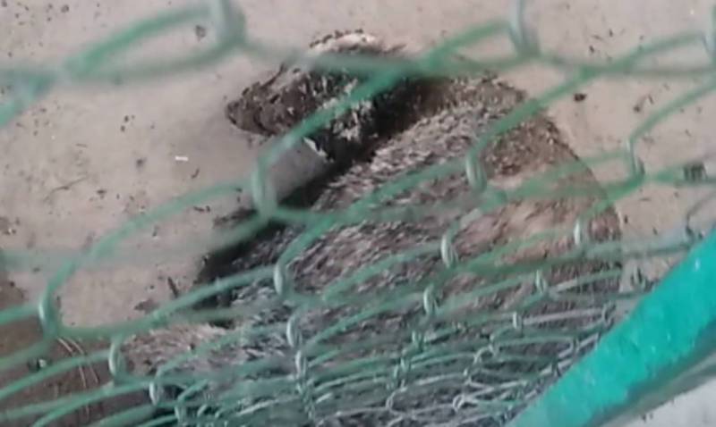 В зоопарке близ Токмока умирает барсук, - очевидец (видео)