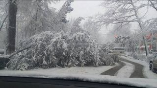 На бульваре Эркиндик из-за мокрого снега упало дерево <i>(фото)</i>