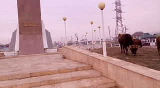 В Жалал-Абаде на территории памятника герою Совесткого Союза Т.Тайгараеву пасутся коровы <i>(видео)</i>