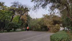 Сильный ветер повалил деревья в Бишкеке. Фото
