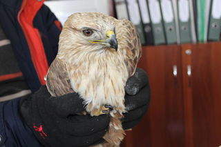 Госагентство охраны окружающей среды передало хищную птицу, найденную в Джале, в «НАБУ» для дальнейшей реабилитации и выпуска в природную среду <i>(фото)</i>