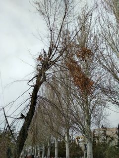 Бишкекчанин просит устранить с дерева сухую ветку близ парка Асанбай, создающую опасность