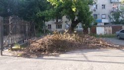 Бишкекчанка жалуется на сухие ветки во дворе дома, которые остались после обрезки деревьев. Фото