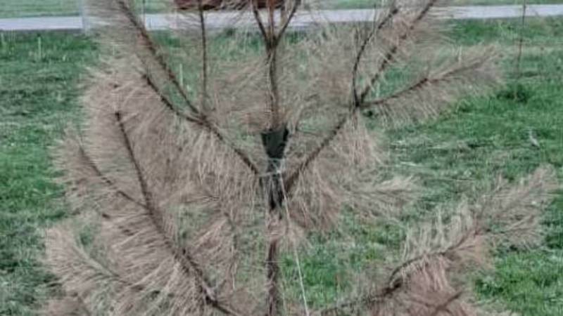 В парке «Ынтымак» засыхают саженцы сосны. Фото горожанина