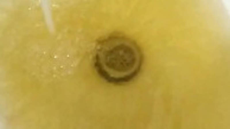 У бишкекчанина из крана в ванной течет желтая вода. Видео