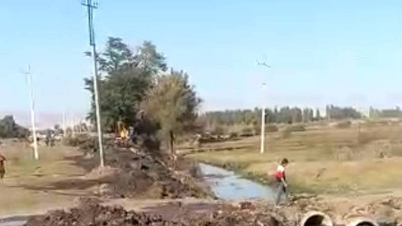 В селе Кен-Булун вырубают многолетние деревья, - местный житель