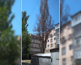 На участке улицы Московской обрежут аварийное дерево на следующей неделе