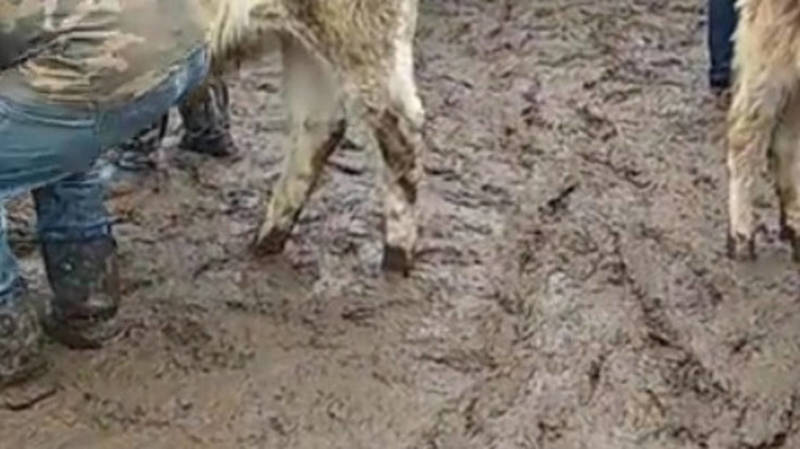 Житель Кара-Балты жалуется на грязь и антисанитарию на скотном рынке. Видео