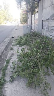 Законно ли идет вырубка деревьев по ул.Абая №119?