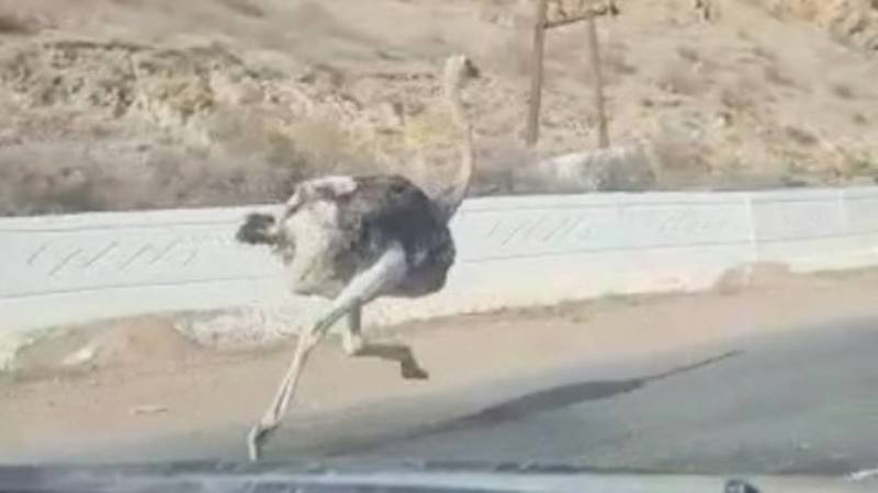 В Бооме по дороге бегает страус. Видео