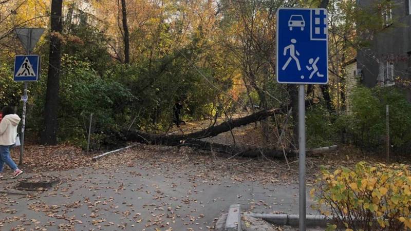 На Турусбекова упало дерево и перегородило выезд со двора. Видео