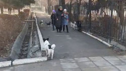 Стая бродячих собак возле школы №1 в Аламедин-1. Видео