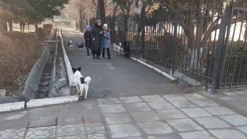 Стая бродячих собак возле школы №1 в Аламедин-1. Видео