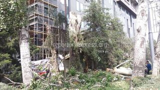 По проспекту Манаса вырубают деревья для нового отеля <i>(фото)</i>