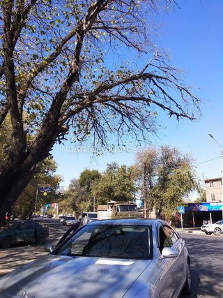 Бишкекчанин просит провести санобрезку дерева на Толстого-Фатьянова